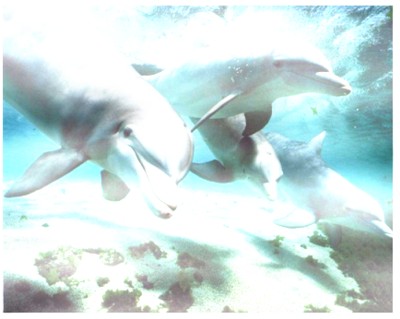 Delfini tursiopi